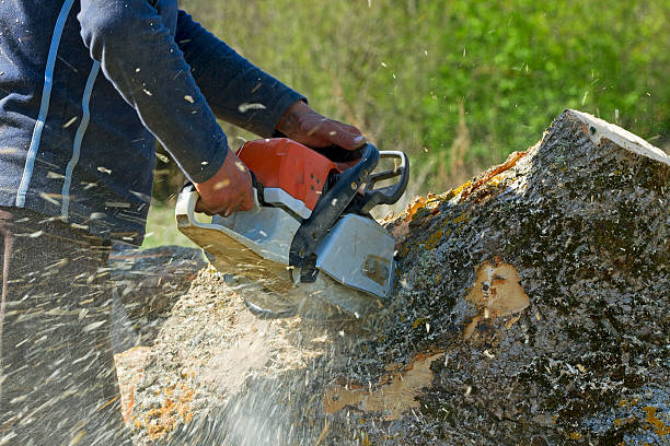 Best Tree Preservation Services  in USA